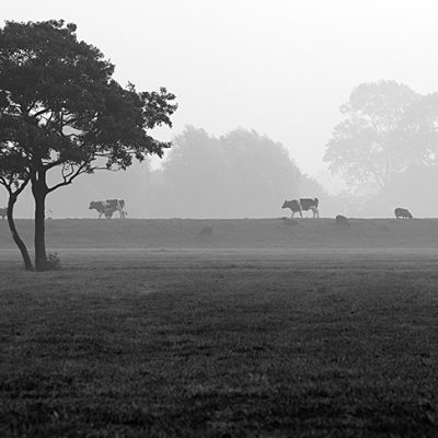 mist - oostum dode laan - groninger landschap - landschapsfotografie - landschapsfotograaf - Jim Ernst Fotografie